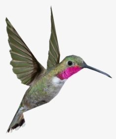 Ruby Throated Hummingbird Png, Transparent Png, Free Download