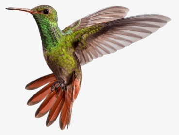Hummingbird Png - Colour Bird Fly Png, Transparent Png, Free Download