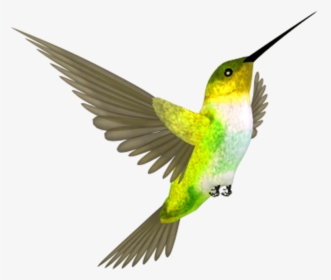 Fly Bird, HD Png Download, Free Download