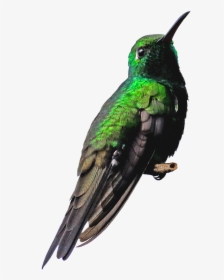 Cuba, Hummingbird, Png, Bird, Green, Nature, Small - Small Transparent Birds Png Hd, Png Download, Free Download