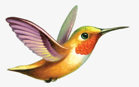Ruby-throated Hummingbird Tattly Tattoo - Hummingbird Gif Png, Transparent Png, Free Download