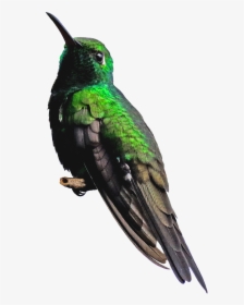 Hummingbird Png Background - Piciformes, Transparent Png, Free Download