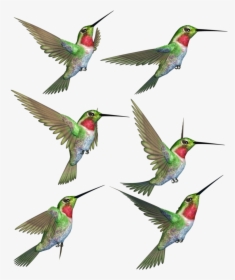 Hummingbird Png Transparent Image - Hummingbird, Png Download, Free Download