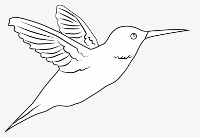 Drawn Hummingbird Png Transparent - Hummingbird White Png, Png Download, Free Download