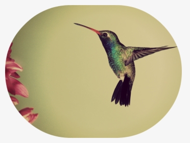 Google"s Hummingbird Non-technical Explanation - Humming Bird, HD Png Download, Free Download