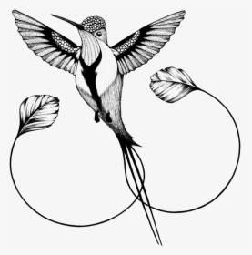 Hummingbirds Clipart Hummingbird Png Transparent Clip - Colibri Cola De Espatula Dibujo, Png Download, Free Download