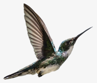 Coraciiformes, HD Png Download, Free Download