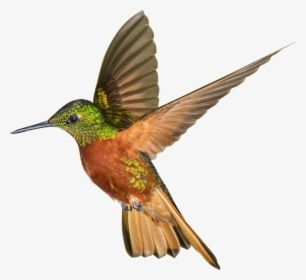 Ruby-throated Hummingbird - Ruby Throated Hummingbird Png, Transparent Png, Free Download