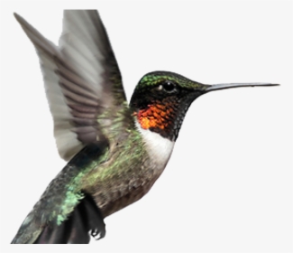Hummingbird Tattoos Png Transparent Images - Ruby Throated Hummingbird Png, Png Download, Free Download