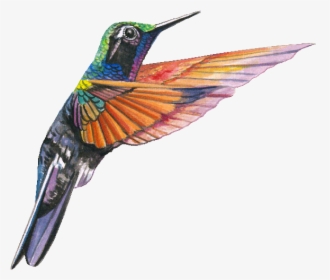 Aves Png, Transparent Png, Free Download
