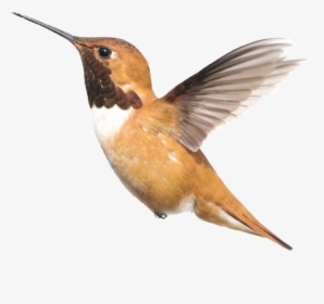 #hummingbird #bird #pngs #png #lovely Pngs #usewithcredit - Imagenes De Pajaritos Colibris, Transparent Png, Free Download