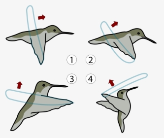 Hummingbird In Flight Diagram, HD Png Download, Free Download
