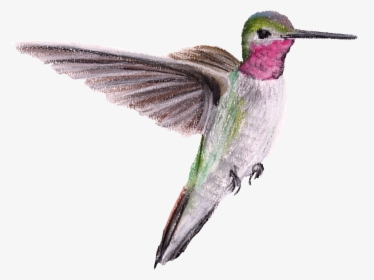 Ruby-throated Hummingbird , Png Download - Hummingbird, Transparent Png, Free Download