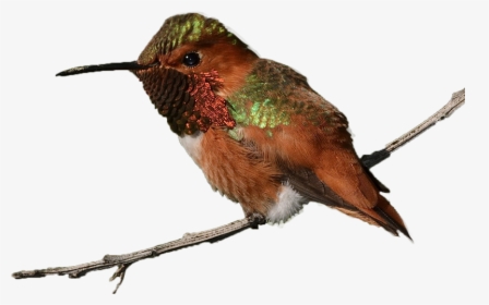 Transparent Hummingbird Png - Ruby-throated Hummingbird, Png Download, Free Download