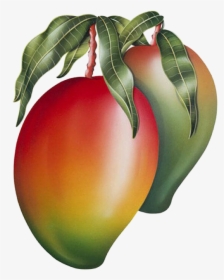 Mango Painting, HD Png Download, Free Download