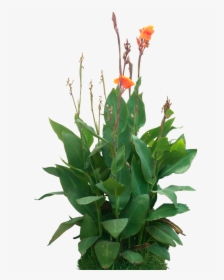 Canna Indica Png, Transparent Png, Free Download