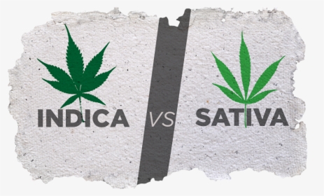 Indica Versus Sativa - Indica Vs Sativa Png, Transparent Png, Free Download