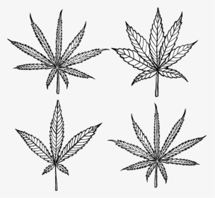 Cannabis Transparent Dagga - Cannabis Indica Diagram, HD Png Download, Free Download