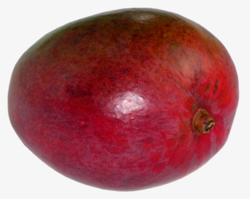 Mangifera Indica20100405 23 - Ceylon Gooseberry, HD Png Download, Free Download