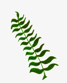 Calligraphic Illustration Leaf, Twig, Plant 4 Clip - Clipart Of Plants, HD Png Download, Free Download