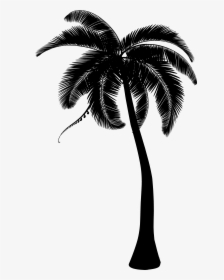 Palm Trees Coconut Clip Art Portable Network Graphics - Clipart Transparent Background Coconut Tree Png, Png Download, Free Download