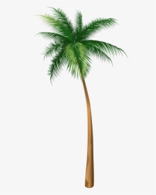 Arecaceae Coconut Tree Illustration Hq Image Free Png - Palm Tree Illustrations Png, Transparent Png, Free Download