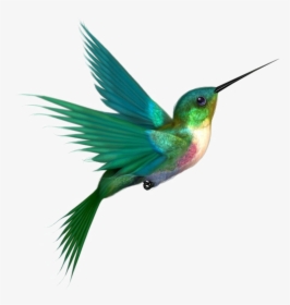 Multicolored Bird Png Picture - Hummingbird Png, Transparent Png, Free Download