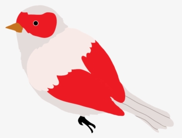 Red And Grey Colored Bird Drawing - Coloredbird Drawing, HD Png Download, Free Download