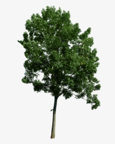 Trees For Photoshop Png, Transparent Png, Free Download