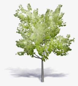 Axonometrie Tree, HD Png Download, Free Download