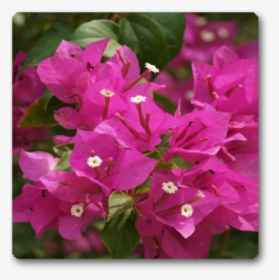 Wildflower - Bougainvillea Flower, HD Png Download, Free Download