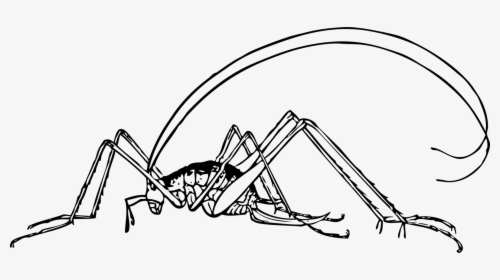 Line Art,angle,area - Cricket Clip Art, HD Png Download, Free Download