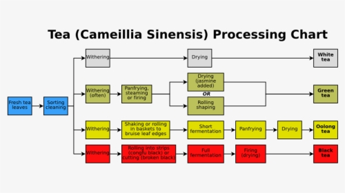 Tea Processing Chart - Green Tea Process Diagram, HD Png Download, Free Download