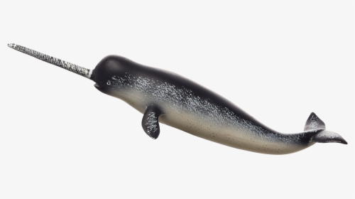 Narwhal Transparent Background, HD Png Download, Free Download