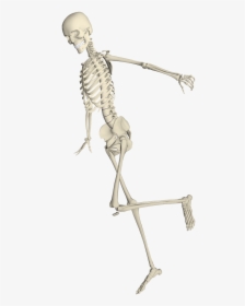 Skeleton Weis Fall Run Stumble Png Image - Skeleton Running With Transparent Background, Png Download, Free Download