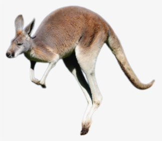 Kangaroo Png Image - Transparent Background Kangaroo Png, Png Download, Free Download