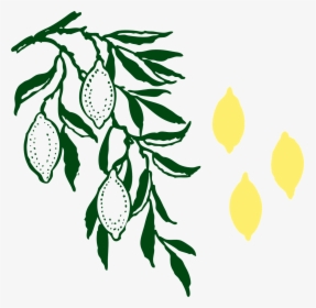 Feuille Citronnier Png, Transparent Png, Free Download