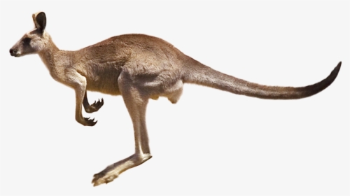 Kangaroo Png Image - Australian Animals, Transparent Png, Free Download