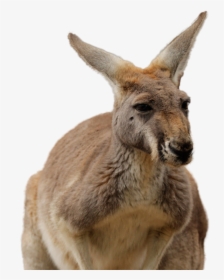 Kangaroo Png Image - Perth Zoo Kangaroo, Transparent Png, Free Download