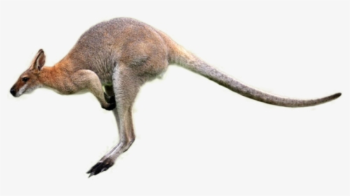 Kangaroo Png Image - Kangaroo Jumping Png, Transparent Png, Free Download