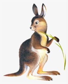 Kangaroo Drawing Marsupial Clip Art - Canguro Y Conejo, HD Png Download, Free Download