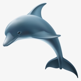 Common Bottlenose Dolphin Transparency And Translucency, HD Png Download, Free Download
