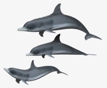 Dolphins Transparent Background, HD Png Download, Free Download