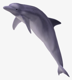 Dolphin With No Background, HD Png Download, Free Download