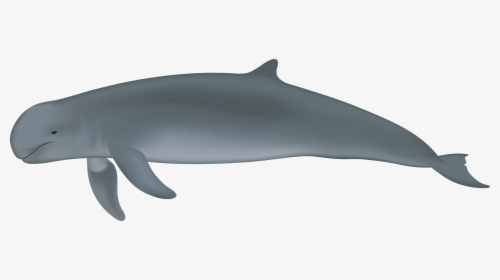 Dolphins Emerge From Water Png - Orcaella Brevirostris, Transparent Png, Free Download