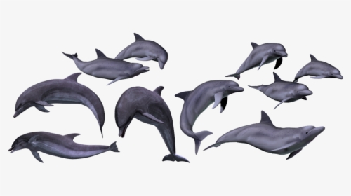 Dolphins, Marine, Sea, Ocean, Animal, Isolated, Render - Dolphin Png, Transparent Png, Free Download
