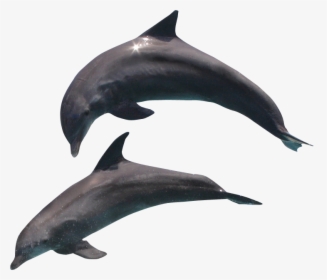 Дельфины На Прозрачном Фоне, HD Png Download, Free Download