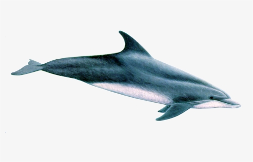 Bottlenose Dolphins - Common Bottlenose Dolphin, HD Png Download, Free Download