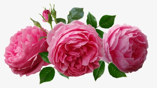 Rosas, Rosa, Fragante, Perfume, Flores, Acuerdo, Jardín - Arranjo Rosas Png, Transparent Png, Free Download