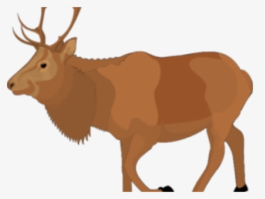 Transparent Moose Clipart - Elk Drawing Transparent, HD Png Download, Free Download